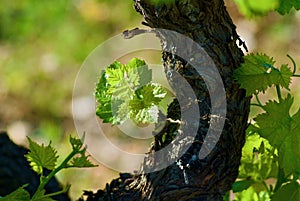 Stem of grapevine with fresh green leaves