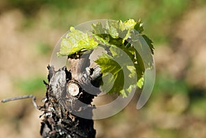 Stem of grapevine with fresh green leaves