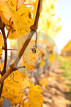 Stem on a grapevine with yellow leaves