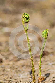 The stem of a green young fern