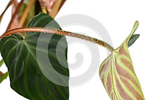 Stem with hairy petiole of tropical \'Philodendron Verrucosum\' houseplant