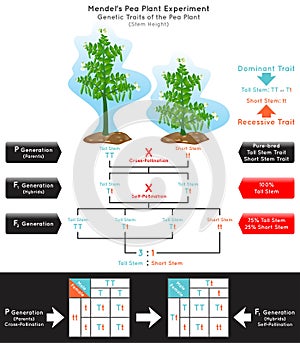 Stem Height Genetic Trait Pea Plant Mendel Experiment Infographic Diagram