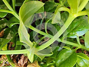 Stem of ice plant is prostrate or creeping, forming dense mats of succulent leaves, creating a lush and ground-hugging appearance.