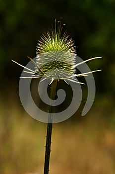 Stem and immature flower of comb teasel - Dipsacus comosus
