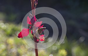 Stem and leaves of chenopodium giganteum