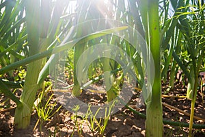Stem and leaves of onion close-up in the farm. Green fresh natural food crops. Gardening concept. Agricultural plants