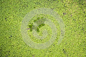 Stem with leaves Salvini algae floating among small duckweed Lemna minor photo