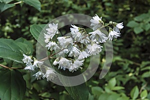 Stem with leaves and white flowers