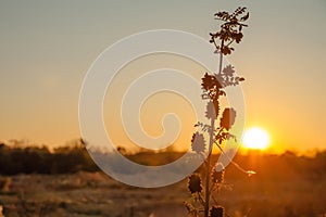 The stem of licorice is bristly with inflorescences in the rays of sunset