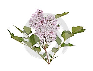 Stem with light purple lilac flowers isolated against white