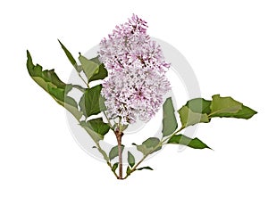 Stem with light purple lilac flowers isolated against white