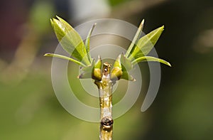 Stem of lilac tree in springtime