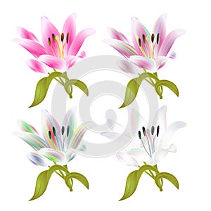 Stem Lily flower four colored and pink Lilium candidum, on a white background  vintage vector illustration editable