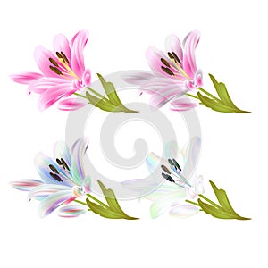 Stem Lily flower pink and multi colored Lilium candidum on a white background  vintage vector illustration editable Hand draw