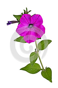 Stem with a magenta Petunia flower isolated on white