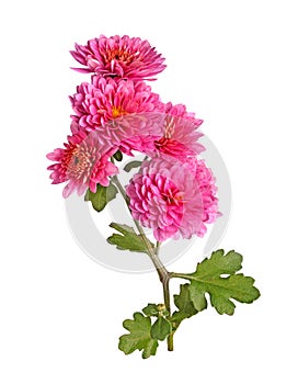 Stem with many pink flowers of a fall chrysanthemum isolated