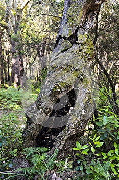 Stem of an old Cork Oak tree