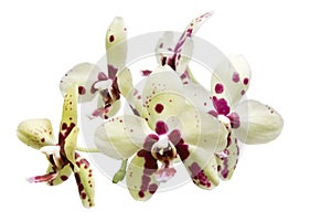 Stem of orchids