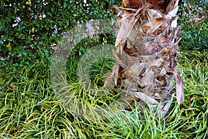 The stem of a palm tree covered with old dry leaf bases.