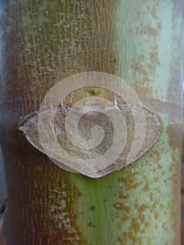 Stem of papaya with leaf scar mark