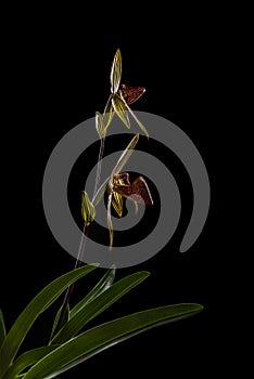 Stem of paphiopedilum rothschildianum in bloom on black background photo