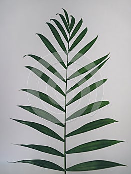 Stem of parlor palm on white background