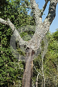 Stem of partially stripped cork oak