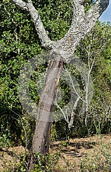 Stem of partially stripped cork oak