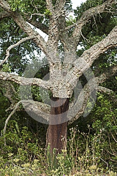 Stem of partially stripped cork oak