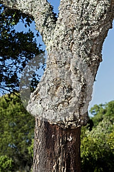 Stem of partially stripped cork oak