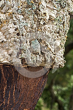Stem of partially stripped cork oak