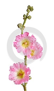 Stem with pink flowers of a hollyhock isolated