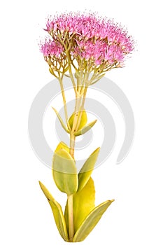 Stem with pink sedum flowers isolated