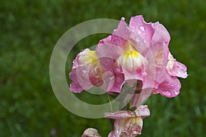 Stem of pink snapdragons