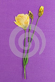 Stem of a pressed and dried flowers on bright purple background.