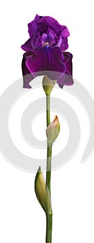 Stem and purple iris flower isolated on white