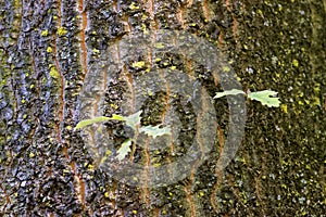 Stem of Quercus cerris