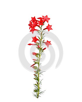 Stem of red Ipomopsis aggregata Hummingbird mix flowers isolated