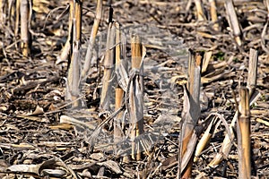 Stem residue on corn field after harvest.