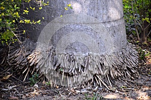 The stem and roots of the coconut tree are like thick threads