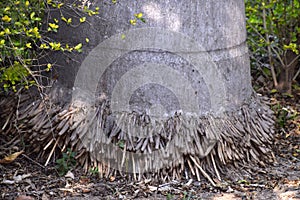 The stem and roots of the coconut tree are like thick threads