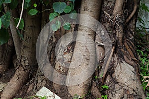 Stem and roots of Ficus religiosa or sacred fig also know as peepal tree in India