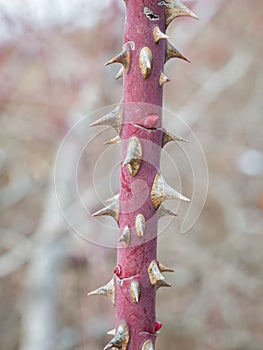 Stem of rose bush with thorns on blurred background. Selective focus