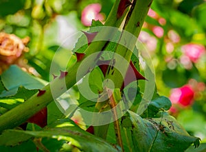 Stem of rose bush with thorns and green leaves on blurred background