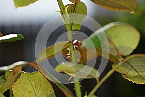 Stem of a rose flower with its thorns