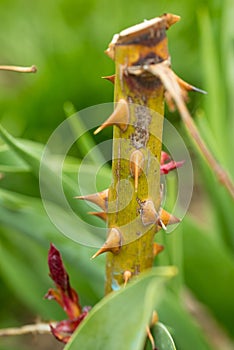 Stem of rose with thorns