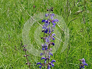 Stem of Salvia pratensis blossoms spotted on green meadow