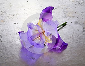 Stem a single deep purple flower of bearded iris Iris germanica