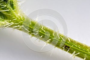 Stem and stinging needles of nettle