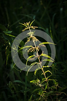 Stem of stinging nettle illuminated by light on dark background